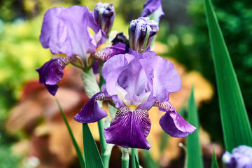 purple iris flower close in garden in spring.