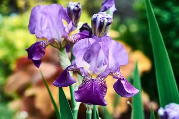 Stickers pour porte Iris purple iris flower close in garden in spring.