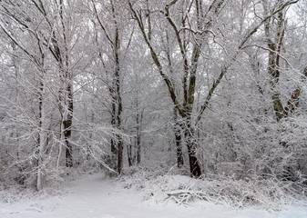 Trees after fresh snow