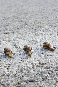 Three snails on the pavement