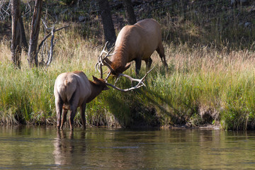 Kämpfende Wapiti Hirsche 4