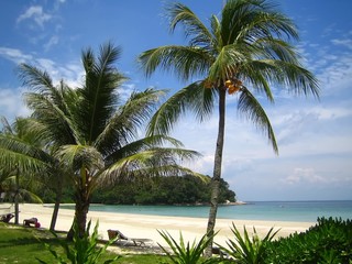 Fototapeta na wymiar Palmiers sur une plage paradisiaque de l'île de Bintan (Indonésie)