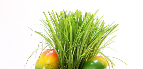 Easter eggs with green grass meadow lawn blades of grass