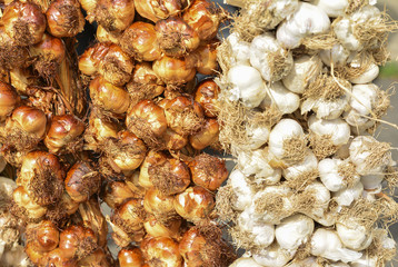 Row baked and white garlic hanging