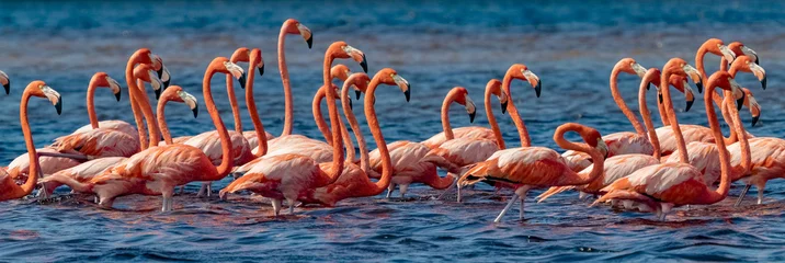 Zelfklevend Fotobehang Flamingo Mexico. Zwerm Amerikaanse flamingo& 39 s (Phoenicopterus ruber, ook bekend als Caribische flamingo) in Celestun Biosphere Reserve