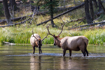 Kämpfende Wapiti Hirsche 42