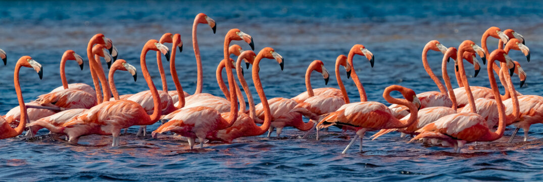 Fototapeta Mexico. Flock of American flamingos (Phoenicopterus ruber, also known as Caribbean flamingo) in Celestun Biosphere Reserve