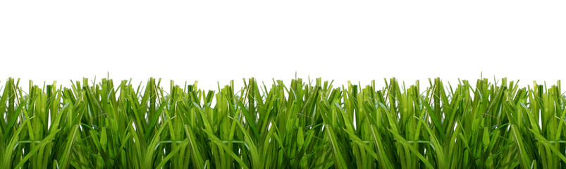 Fototapeta na wymiar green grass meadow lawn blades of grass