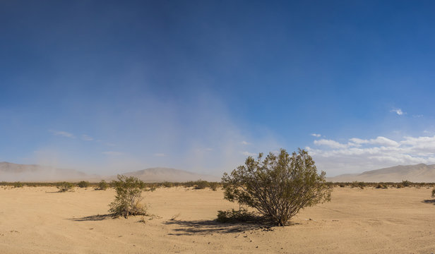 Stretch of brush grows across sandy expanse of desert in the Mojave of California.