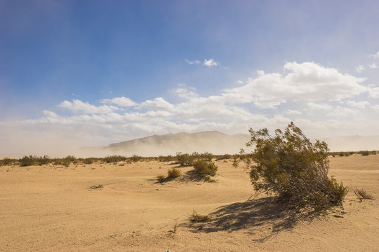 Desert creosote bush grows in the midst of the Mojave Desert in southern California.