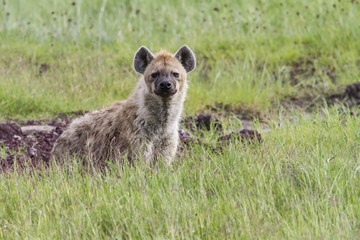 Hyena in the green grass in the wet season inthe Ngorongoro Crater National Park in Tanzania