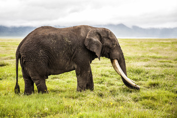Elephant bull with big tusks in Ngrongoro Crater National Park in Tanzania
