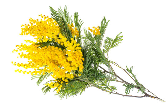 Fototapeta Branch of blooming yellow Acacia dealbata, isolated on white background