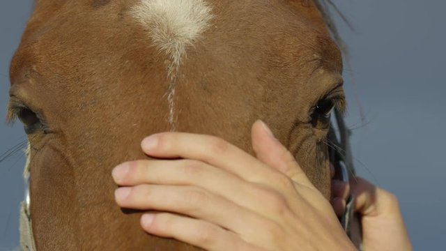 Close up of a hand caress brown horse