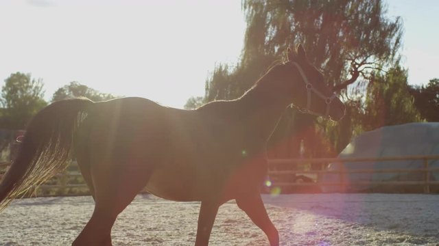 Horse running in a horse corral 