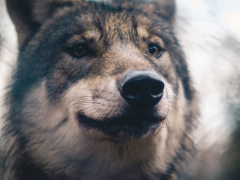 Grey Wolf in the woods in Thale, Germany.