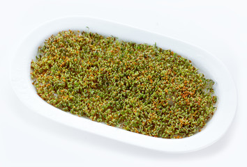 Fresh cress salad sprouts on white background