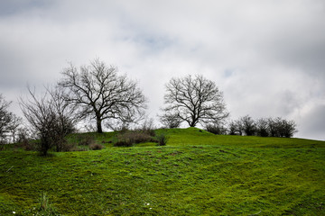 Obraz premium Winter time landscape image of Tree or green field, meadow with tree at winter time. Cloudy sky. Azerbaijan nature. Caucasus