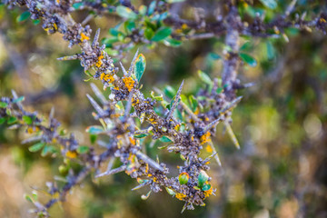 thorns 