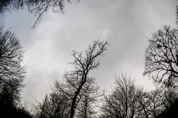 Bottom view of tall old trees in winter forest Blue sky in background. Azerbaijan