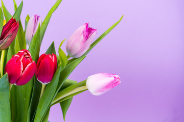 Bouquet of colorful tulips on bright pastel background, space for text