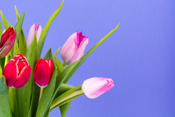 Bouquet of colorful tulips on bright pastel background, space for text