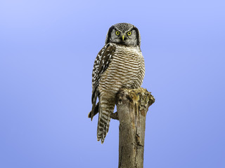 Obraz premium Northern Hawk Owl Portrait in Winter
