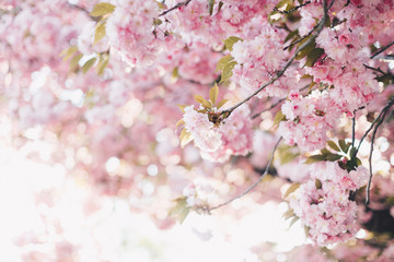 Beautiful flowering sakura trees. Springtime outdoor scene. Warm filtered