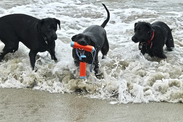 two black dogs playing in the ocean