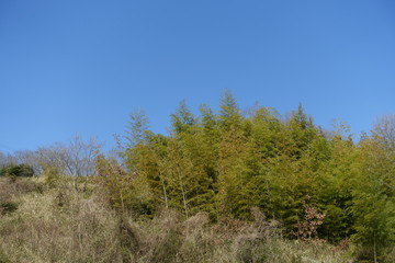 Obraz premium 日本の空と木々