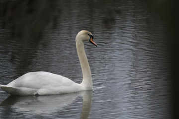 cygne