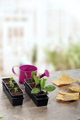 young plants, seeds and watering can in greenhouse