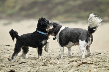 two small dogs at the beach playing