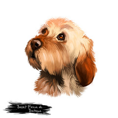 Basset Fauve de Bretagne or Fawn Brittany Basset short-legged hunting scent hound type dog digital art illustration isolated on white background. Cute pet hand drawn portrait. Graphic clip art design
