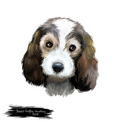 Petit Basset Griffon Vendéen or PBGV short-legged hound type French dog breed digital art illustration isolated on white background. Cute pet hand drawn portrait. Graphic clip art design