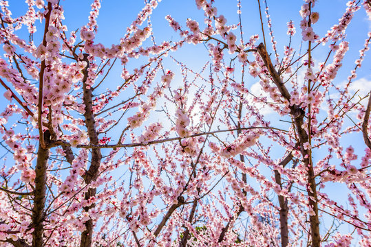 青空と梅の花　Blue sky and plum blossoms