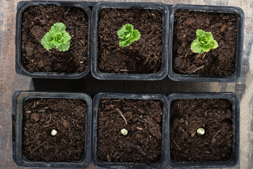 little green plants and seeds in pots close up