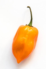 One orange habanero pepper