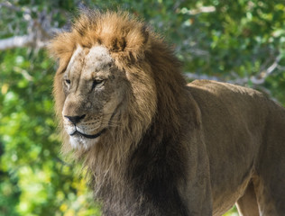 Lion Profile 