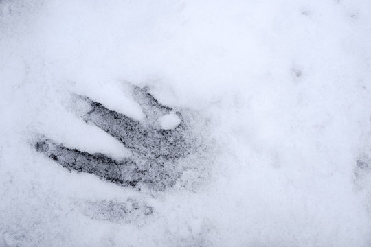 Handabdruck im Schnee / Die Draufsicht und Nahaufnahme auf einen Handabdruck in der dünnen Schneedecke.