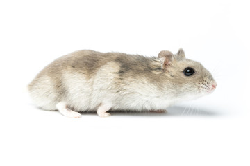 Djungarian hamster or Siberian dwarf on a white background. Latin name Phodopus sungorus. Concept most popular pets.