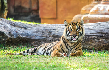 Tiger Sitting 