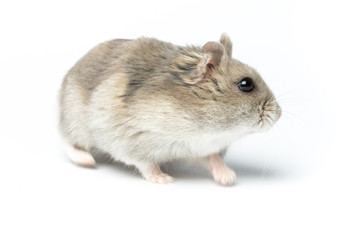 Djungarian hamster or Siberian dwarf on a white background. Latin name Phodopus sungorus. Concept most popular pets.