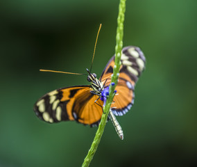 Fototapeta na wymiar Butterfly Looking
