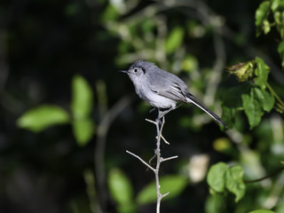Obraz premium Cuban Gnatcatcher Perched in Trees