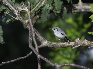 Cuban Gnatcatcher Perched in Trees
