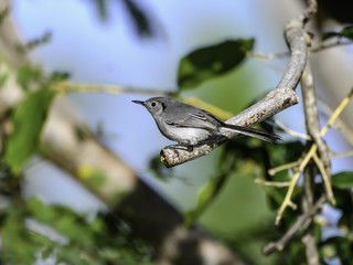 Cuban Gnatcatcher Perched in Trees