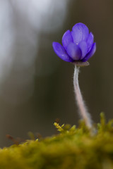 First Spring Flower Heather Hepatica nobilis Schreb