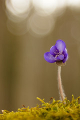 First Spring Flower Heather Hepatica nobilis Schreb