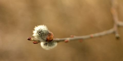 Salix discolor - Cats are one of the symbols of spring and Easter. Typically, they are twigs of the willow, with partially budding buds - flowers